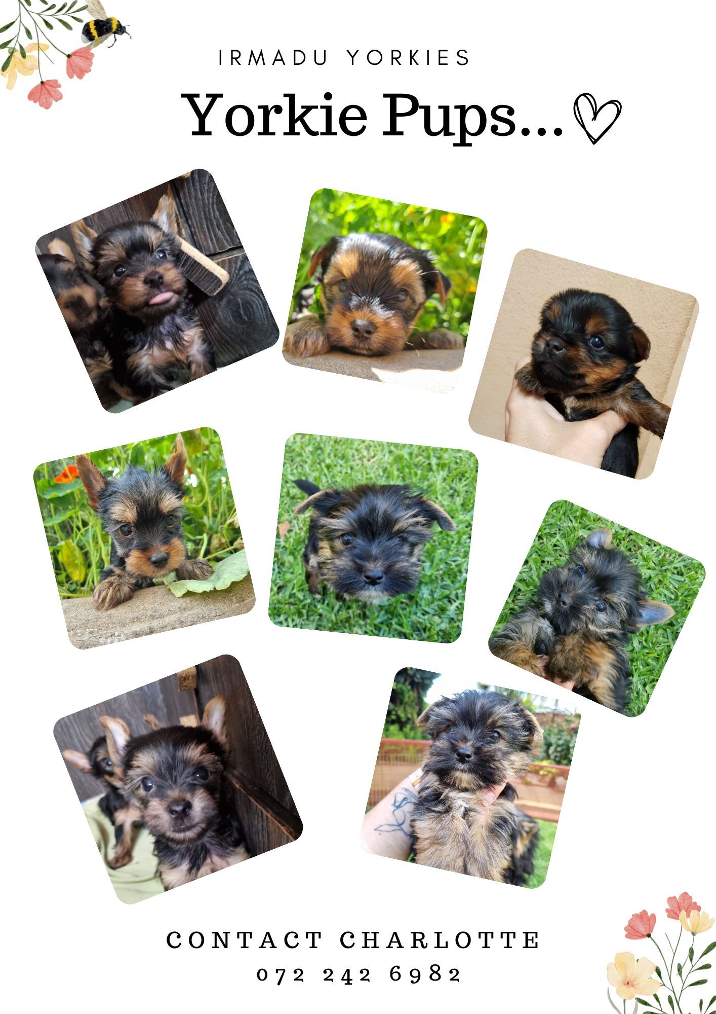 598142564_1297003525778682_8413380885970701779_n 598142564_1297003525778682_8413380885970701779_n